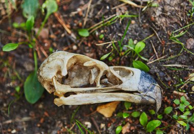 Kaçak avcı tarafından öldürülen kafatası ya da kartal ender bulunan türlerin yok edilmesi.