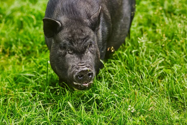 Lindos cerdos gordos con vientre en el prado libre de la granja privada — Foto de Stock