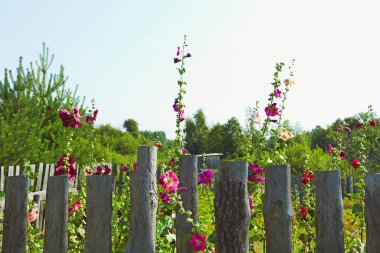 Willage bahçesinde çiçek açan Malva