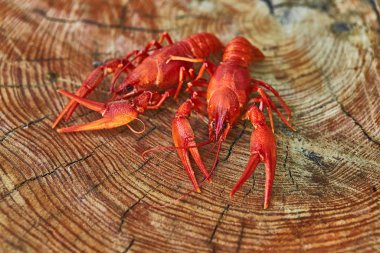 Kerevit pişmiş ve ahşap arka plan üzerinde hizmet