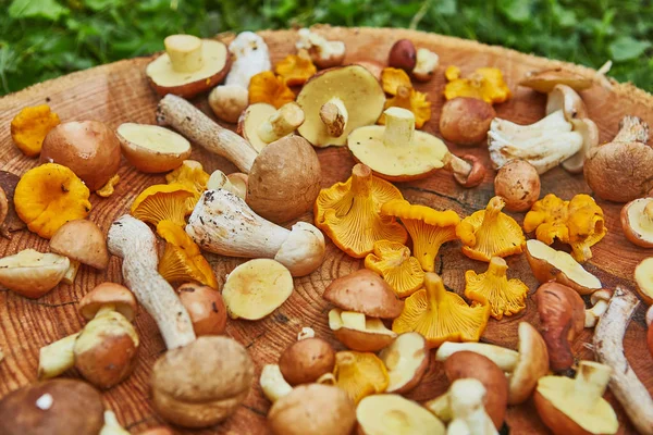 Дерев'яна тарілка змішаних лісових грибів переважно суйлюс, лецинін — стокове фото