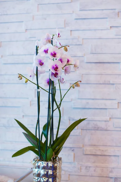 Orchid decorating luxury looking office — Stock Photo, Image