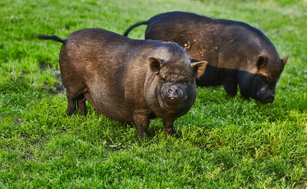 Porcos gordos bonitos em barriga de panela no prado livre da fazenda privada — Fotografia de Stock