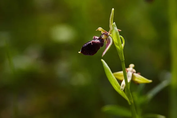 Orquídea silvestre rara de la abeja que florece en el área mediterránea en primavera Imagen De Stock