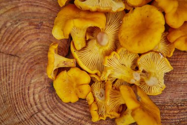 Orman vahşi chanterelles yeşil çim ahşap tabakta