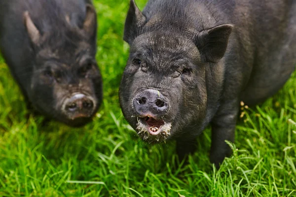 Милые жирные пузатые свиньи на бесплатном лугу частной фермы — стоковое фото