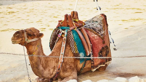 Chameau avec selle utilisé pour l'équitation touristique — Photo