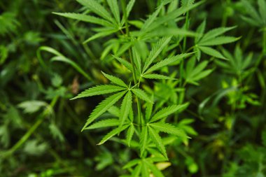 Yeşil taze marihuana yaprağı deseni