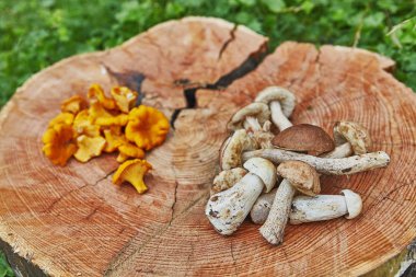 Orman vahşi chanterelles leccinums ve çörek ile ahşap tepside servis
