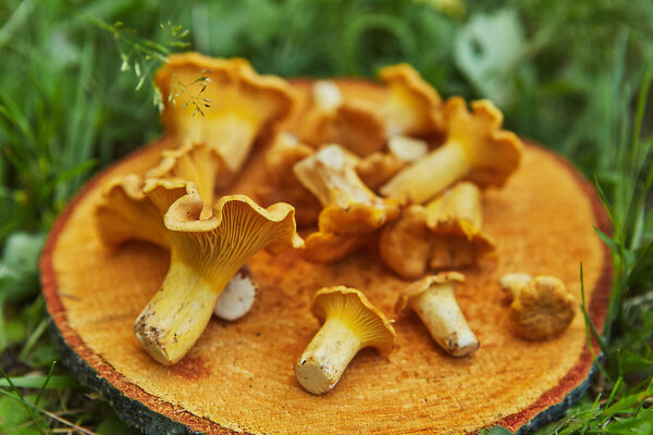 Forest wild chanterelles served on wooden plate in green grass