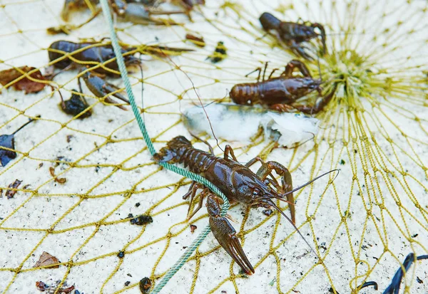 Processo de lagosta cacthing e atacar em lago de montanha de água doce — Fotografia de Stock
