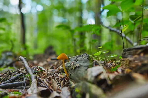 Beautiful orange not edible mushrooms grows in forest — Stock Photo, Image