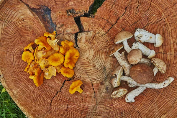 Лісові дикі лисички, що подаються на дерев'яній тарілці з лециконами та болетом — стокове фото