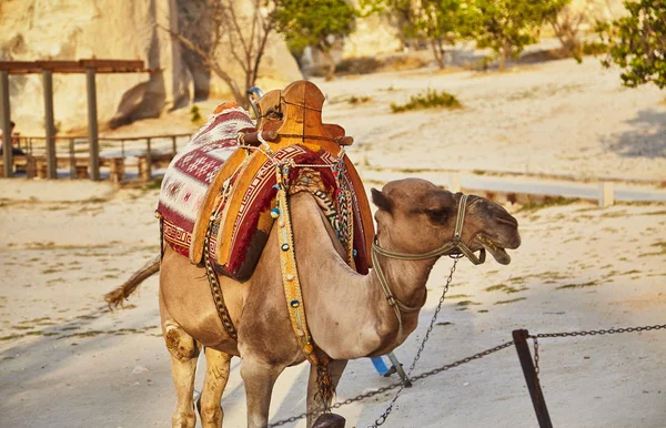 Camello con silla de montar utilizado para la equitación turística —  Fotos de Stock