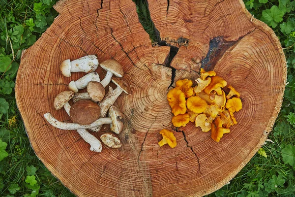 Лісові дикі лисички подаються на дерев'яній тарілці з лекцинами — стокове фото