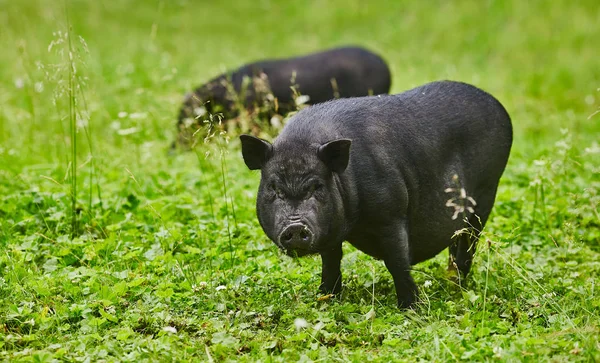 Porcos gordos bonitos em barriga de panela no prado livre da fazenda privada — Fotografia de Stock