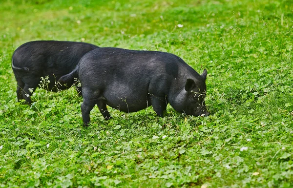 可爱肥肚猪在私有农场的自由草甸 免版税图库图片