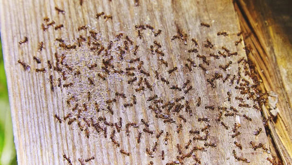Hormigas dentro de bosques de casa Imágenes De Stock Sin Royalties Gratis