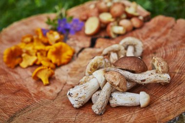 Forest wild chanterelles served on wooden platter with leccinums and boletus clipart