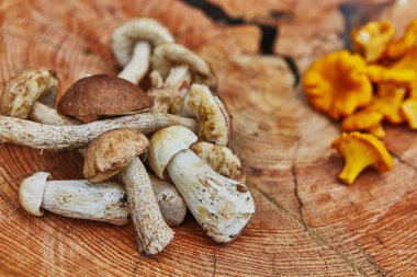 Orman vahşi chanterelles leccinums ve çörek ile ahşap tepside servis