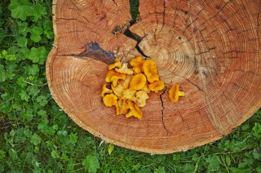 Orman vahşi chanterelles yeşil çim ahşap tabakta