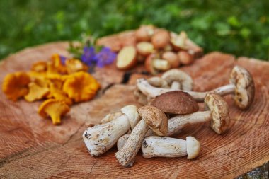 Orman vahşi chanterelles leccinums ve çörek ile ahşap tepside servis