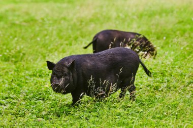Şirin şişko göbekli domuzlar üzerinde özel çiftlik ücretsiz çayır