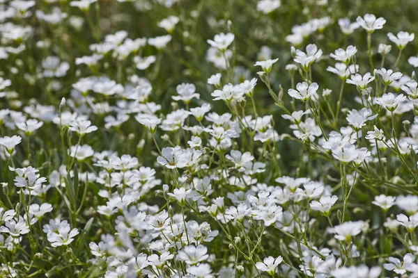Las llamadas flores de nieve en verano crastium tomentosum — Foto de Stock