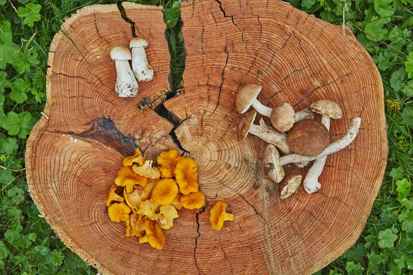 Лісові дикі лисички, що подаються на дерев'яній тарілці з лециконами та болетом — стокове фото