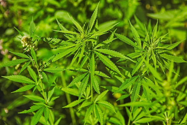 Patrón de hojas de marihuana fresca verde — Foto de Stock