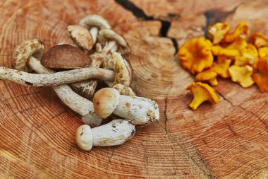 Orman vahşi chanterelles leccinums ve çörek ile ahşap tepside servis