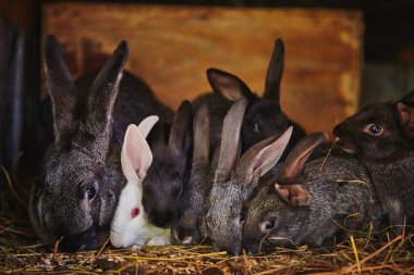 Çiftlik yeme, tavşan