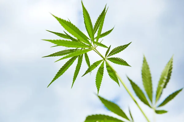 Hojas jóvenes de marihuana en el fondo del cielo — Foto de Stock