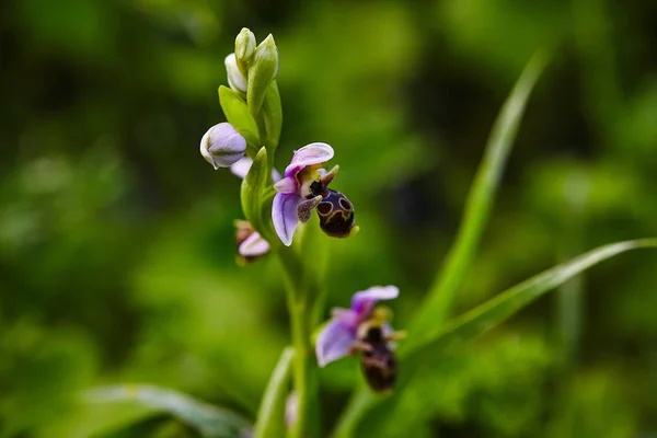 Orquídea silvestre rara de la abeja que florece en el área mediterránea en primavera — Foto de Stock