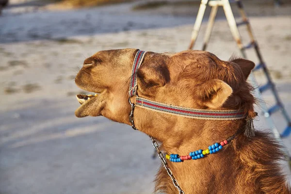 Chameau avec selle utilisé pour l'équitation touristique — Photo