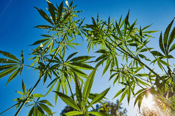 Schönes Stillleben mit Kopierraum von Marihuana-Pflanze auf blauem Himmelshintergrund — Stockfoto