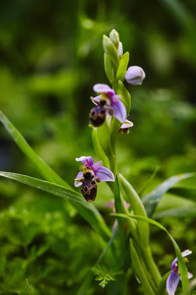 Orquídea silvestre rara de la abeja que florece en el área mediterránea en primavera — Foto de Stock