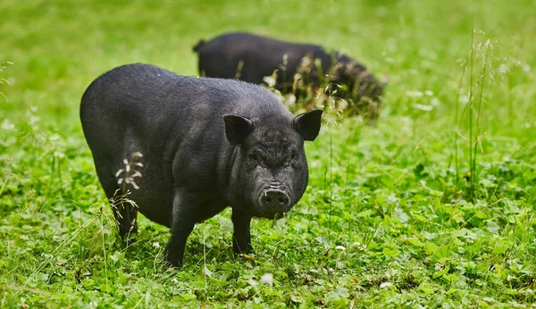 Porcs gros ventre mignon sur le pré gratuit de la ferme privée — Photo