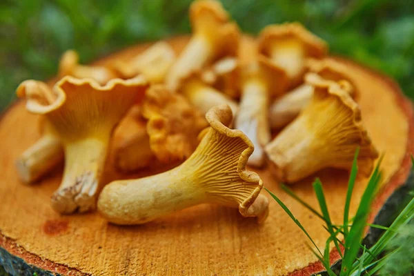Orman vahşi chanterelles yeşil çim ahşap tabakta