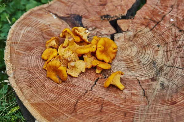 Wilde Pfifferlinge auf Holzteller im grünen Gras serviert — Stockfoto