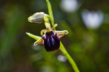 Akdeniz bölgesinde bahar çiçek açan vahşi nadir arı orkide