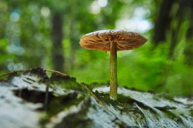 Huş ağacı üzerinde büyüyen orman mantar pluteus