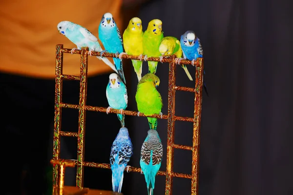 Budgies bij circus zittend op ladder — Stockfoto