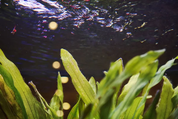 Сладкая вода северного озера морские водоросли под водой — стоковое фото