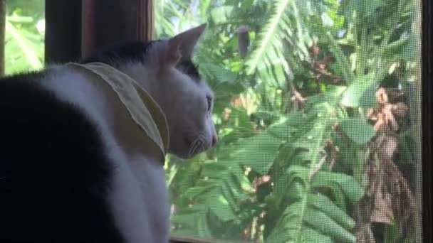 Primer Plano Lindo Gato Blanco Negro Mirando Través Ventana — Vídeo de stock