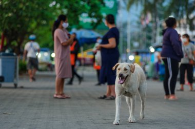 Koh Samui, Tayland - 30 Mart 2020: Covid-19 ile ilişkili tehlikelere rağmen sokak satıcıları çalışmaya devam ediyor. Sokak köpeği yiyecek arıyor.
