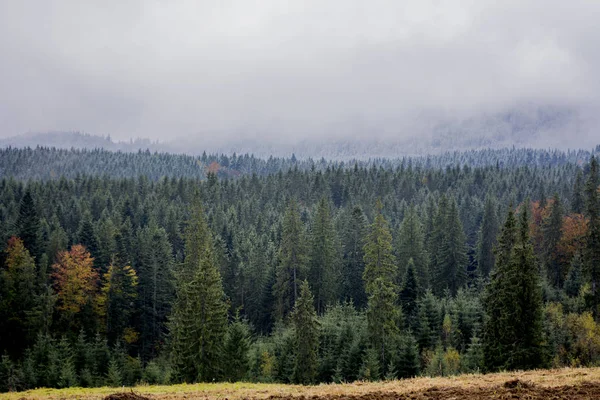 Bella vista dal bosco dei Carpazi — Foto Stock