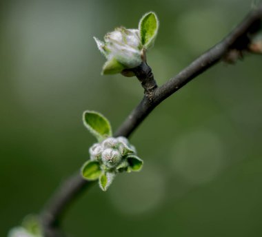 Çiçek tomurcukları ve çiçekler baharda çiçeklenme ile Kayısı ağacı, güneş ışınları ile vintage retro çiçek arka plan. Bahar havası. Yeni bir hayat. Büyük ruh hali. 