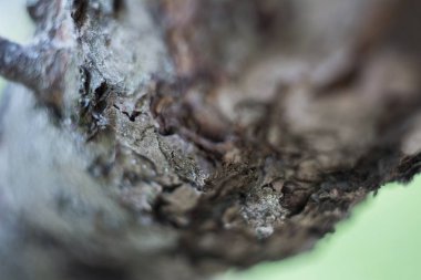 Çiçek tomurcukları ve çiçekler baharda çiçeklenme ile Kayısı ağacı, güneş ışınları ile vintage retro çiçek arka plan. Bahar havası. Yeni bir hayat. Büyük ruh hali. 