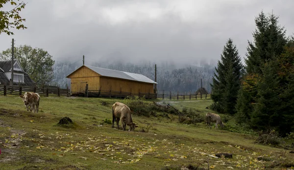 Pemandangan dari puncak gunung. lereng hijau gelap dan bukit-bukit Carpathians. Pemandangan yang indah dari pegunungan. Dini hari. Salju menutupi puncak gunung. Pagi yang berkabut. Kereta api. Hari musim gugur. Hills — Stok Foto